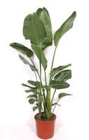 Strelitzia nicolai