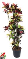Codiaeum Mrs Iceton branched
