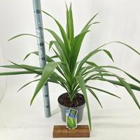Cordyline aus. Emerald Star