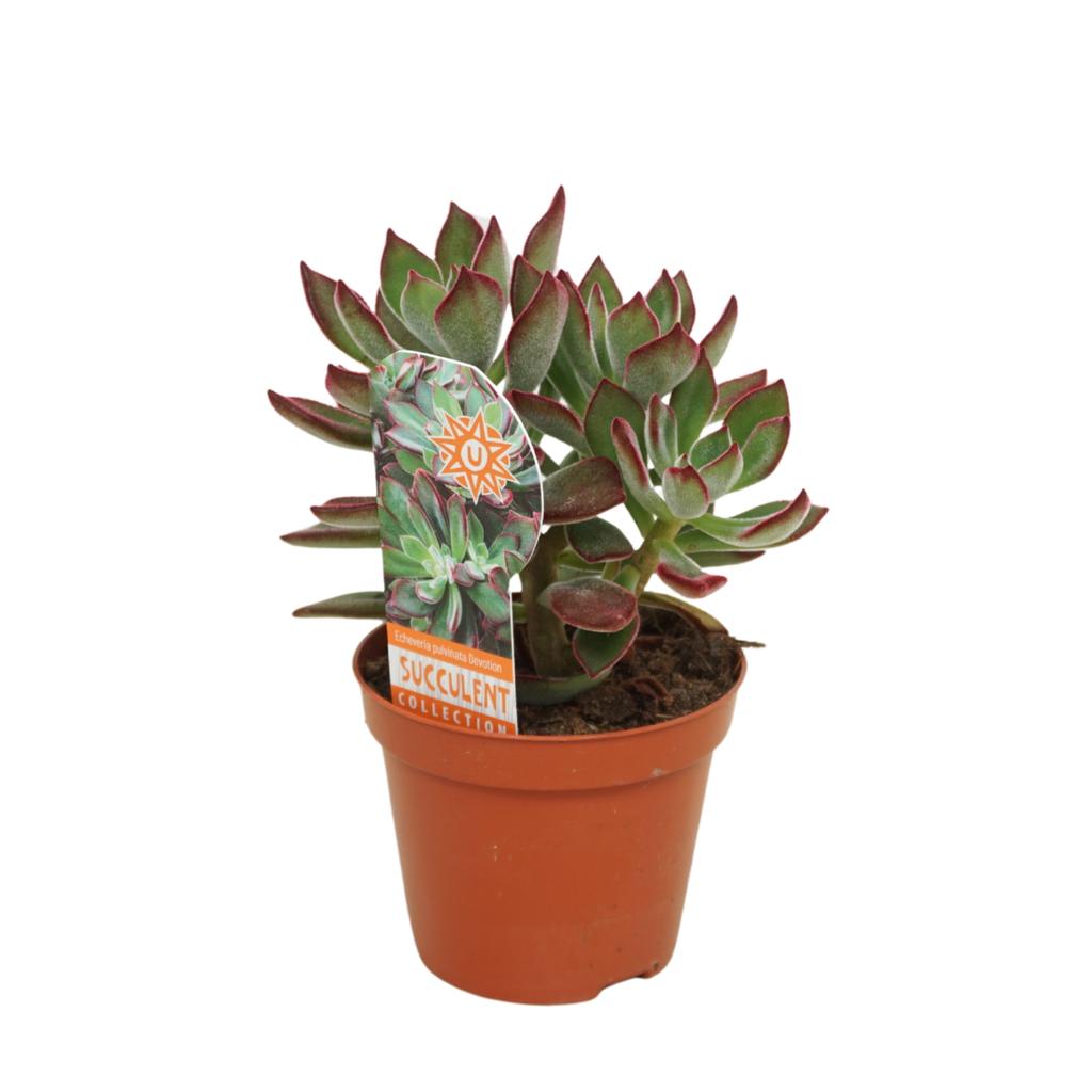 Picture of Echeveria pulvinata Devotion 8,5 cm met etiket P8.5 14CM