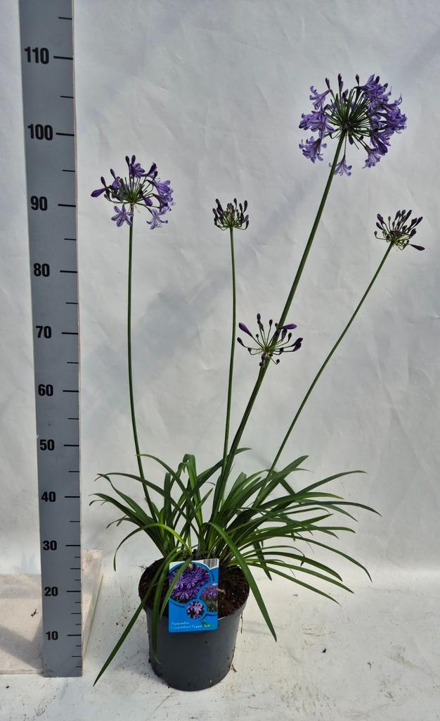 Obrázek Agapanthus Poppin Star P23 (5 Ltr)