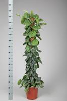 Scindapsus pictus trebie 150cm moss stick