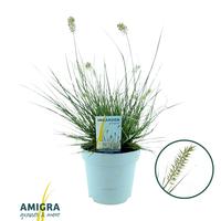 Pennisetum al. Litte Honey