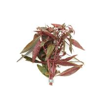 Alternanthera rosaefolia (Bundle) BUNDEL 5cm Tray 10 × 60 £ 1.20 (Tray) £ 1.18 Shelf £ 1.18 Trolley Tray £ 1.20 × 10 (0.3%)