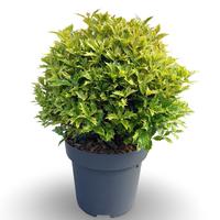 Osmanthus het. Goshiki