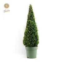 Buxus sempervirens
