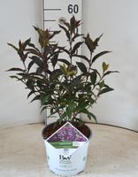 Callicarpa bod. Pearl Glam