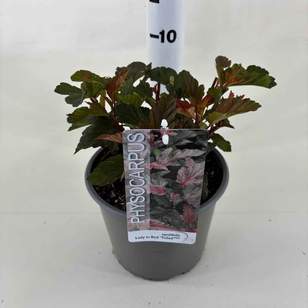 Picture of Physocarpus opu. Lady in Red P19 (3 Ltr)