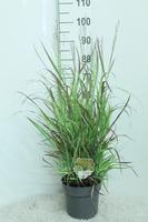 Panicum virg. Shenandoah