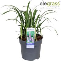 Liriope musc. Ingwersen