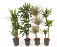 Houseplants 90-60-30 in varieties
