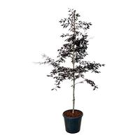 Fagus syl. Midnight Feather