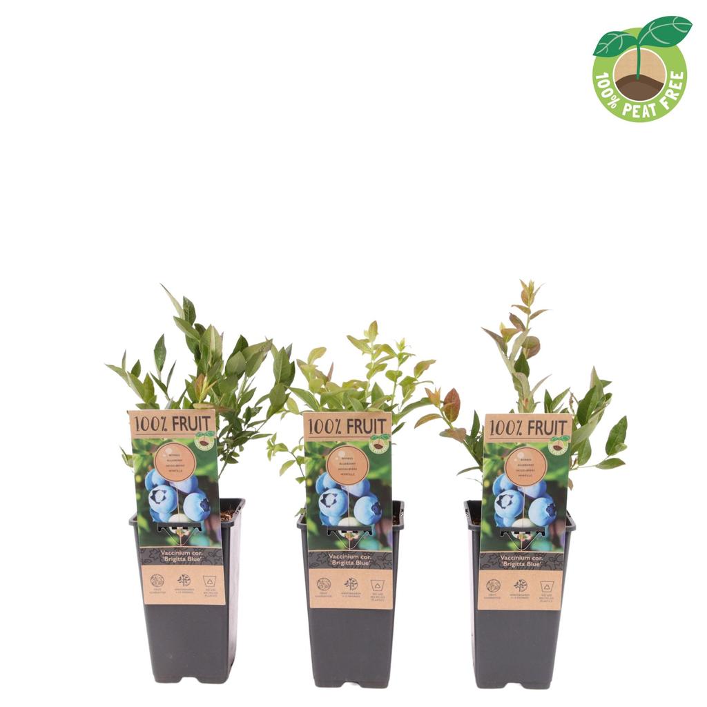 Picture of Vaccinium cor. Brigitta Blue P15 (2 Ltr/high)