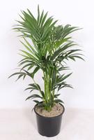 Howea forsteriana (Kentia) 6PP