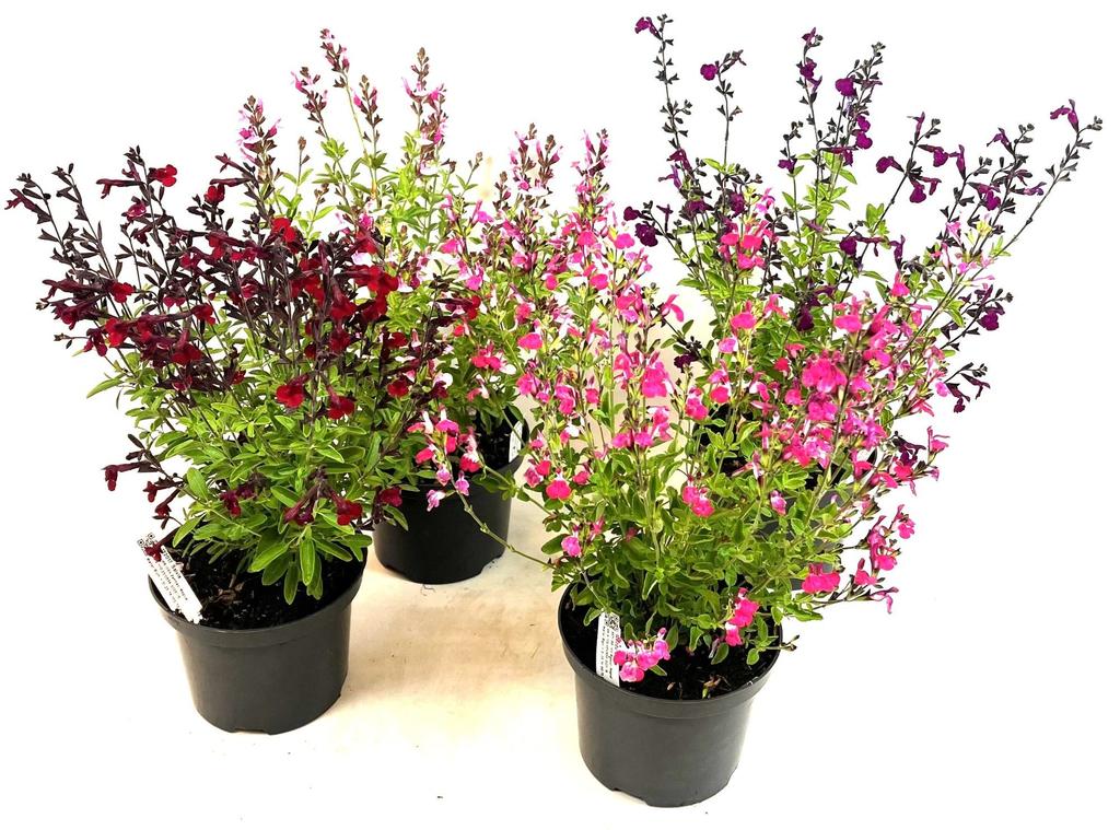 Bild von Salvia Magical River in varieties P17 (2 Ltr)