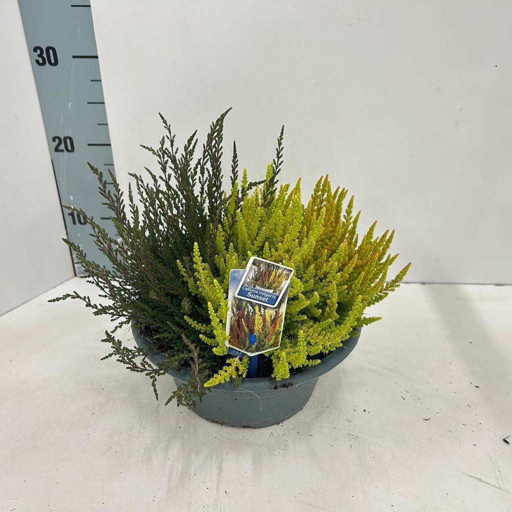 Picture of Calluna vulg. Sunset P23 (5 Ltr)