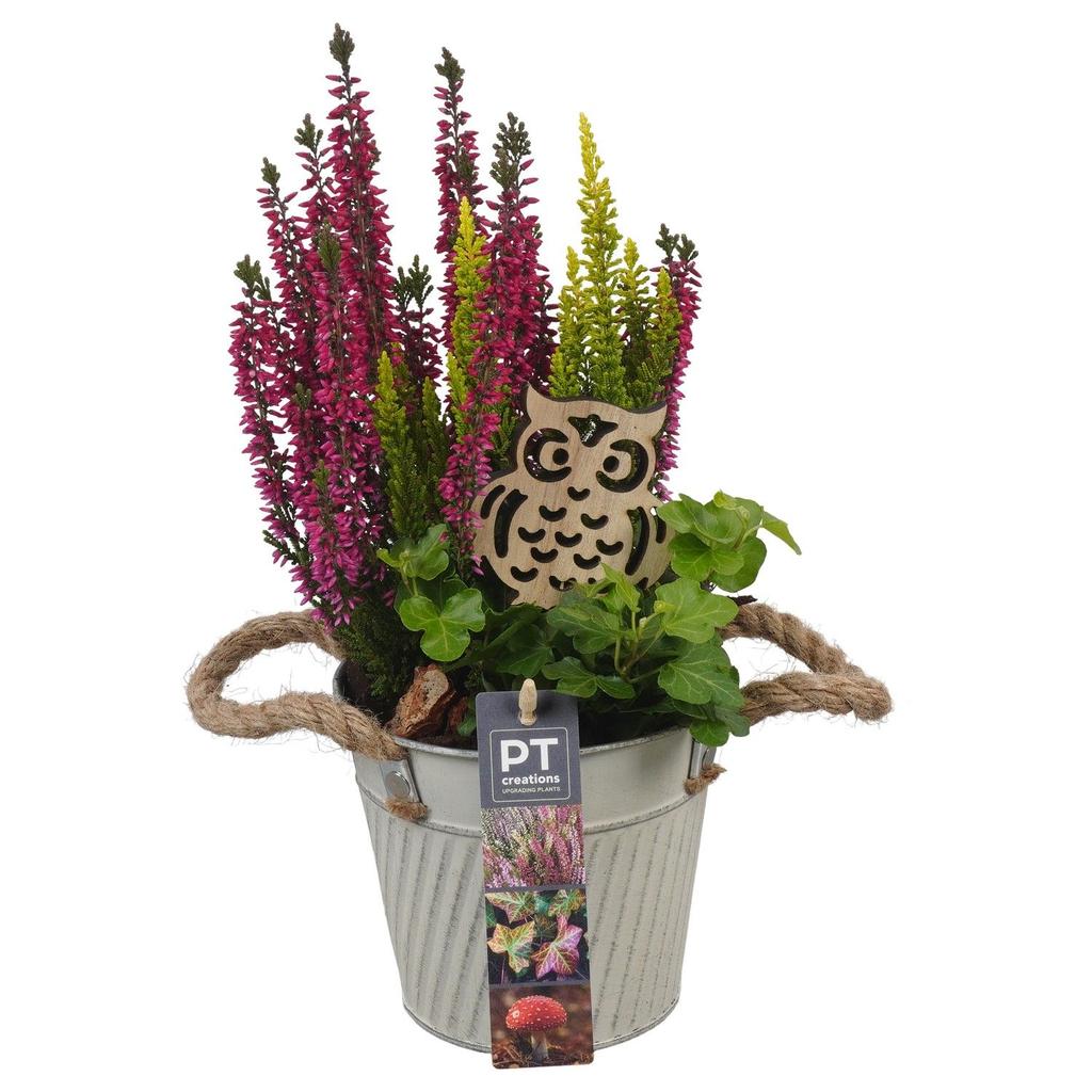 Image de PTHO4097 Arrangement Autumn Outdoor in metal pot P13 33CM