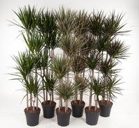 Dracaena marginata 120-90-60-30 in varieties (MIXDR1296320)