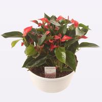 Anthurium Trillions Red in white bowl
