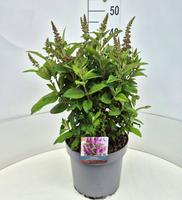 Buddleja d. B. Candy Little Cerise