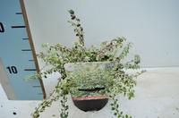 Euonymus fort. Silvercarpet