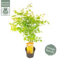 Acer palm. Orange Lace