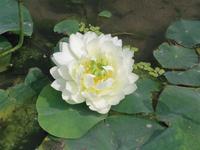 Nelumbo nucifera white