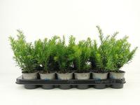 Taxus bacc. Repandens
