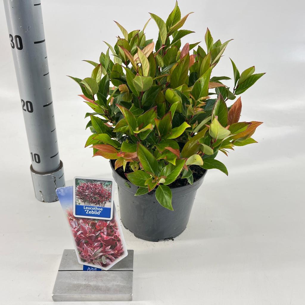 Picture of Leucothoe Zeblid P17 (2 Ltr)