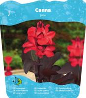 Canna Julia (18x18) F:red /L:dark waterplants