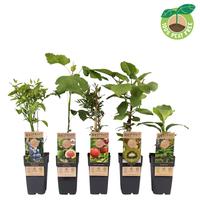 Fruit in exclusive varieties
