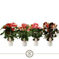 Anthurium Top in 3 varieties