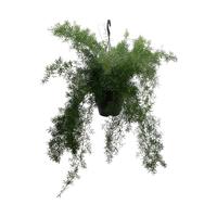 Asparagus densiflorus Sprengeri Hanging Basket