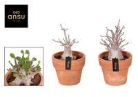 Adenium Ansu Baobab in Terracotta pot
