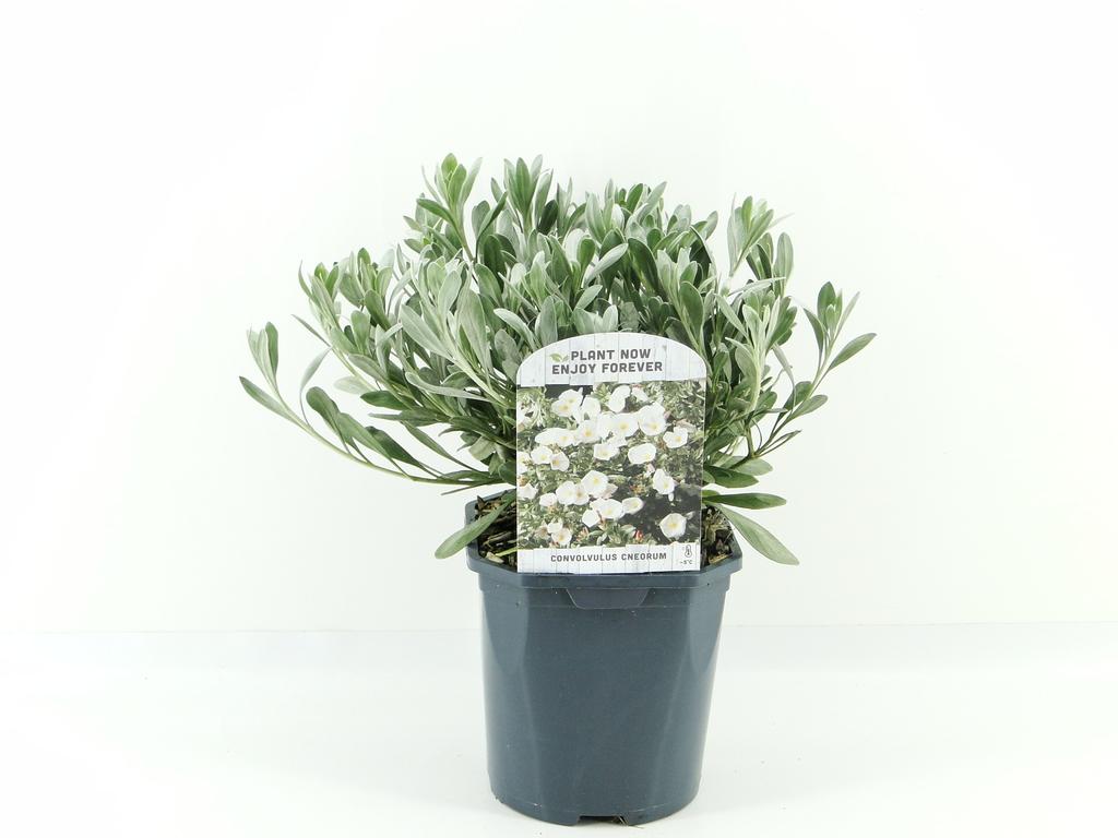 Picture of Convolvulus cneorum P17 (2 Ltr) Square