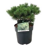 Pinus mugo Mops