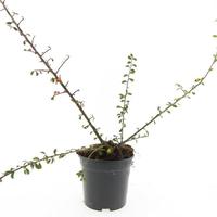 Cotoneaster suec. Skogholm