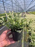 Euonymus fort. Harlequin