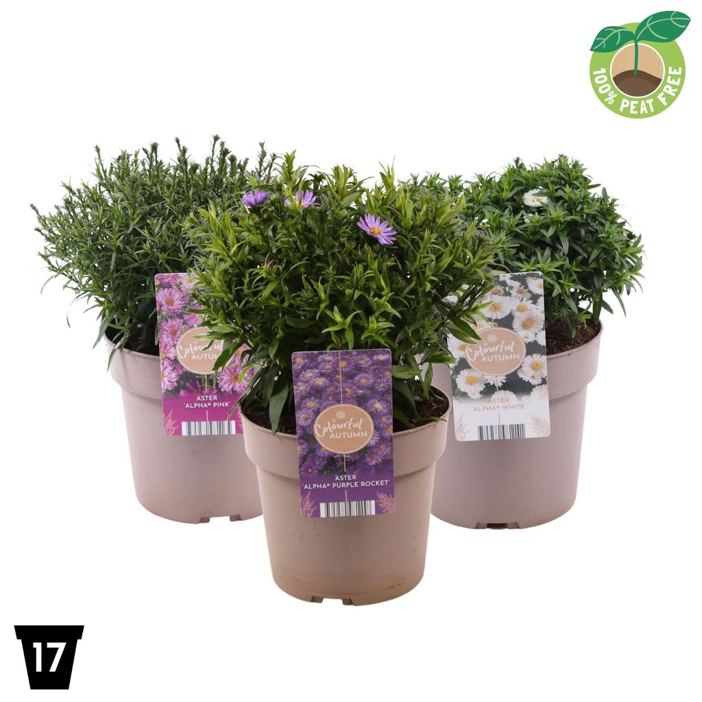 Picture of Aster in varieties P17 (2 Ltr)