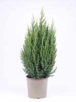Juniperus chin. Stricta