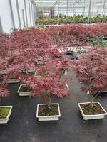 Bonsai Acer pal. Atropurpureum (outdoor)