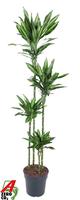 Dracaena Silindo 120-90-60-30