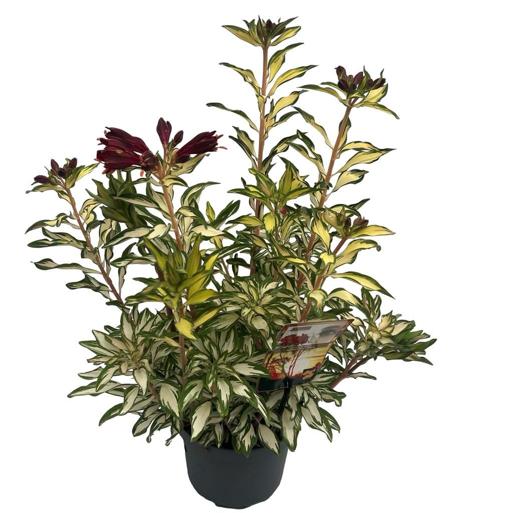Picture of Alstroemeria Rock & Roll P19 30CM