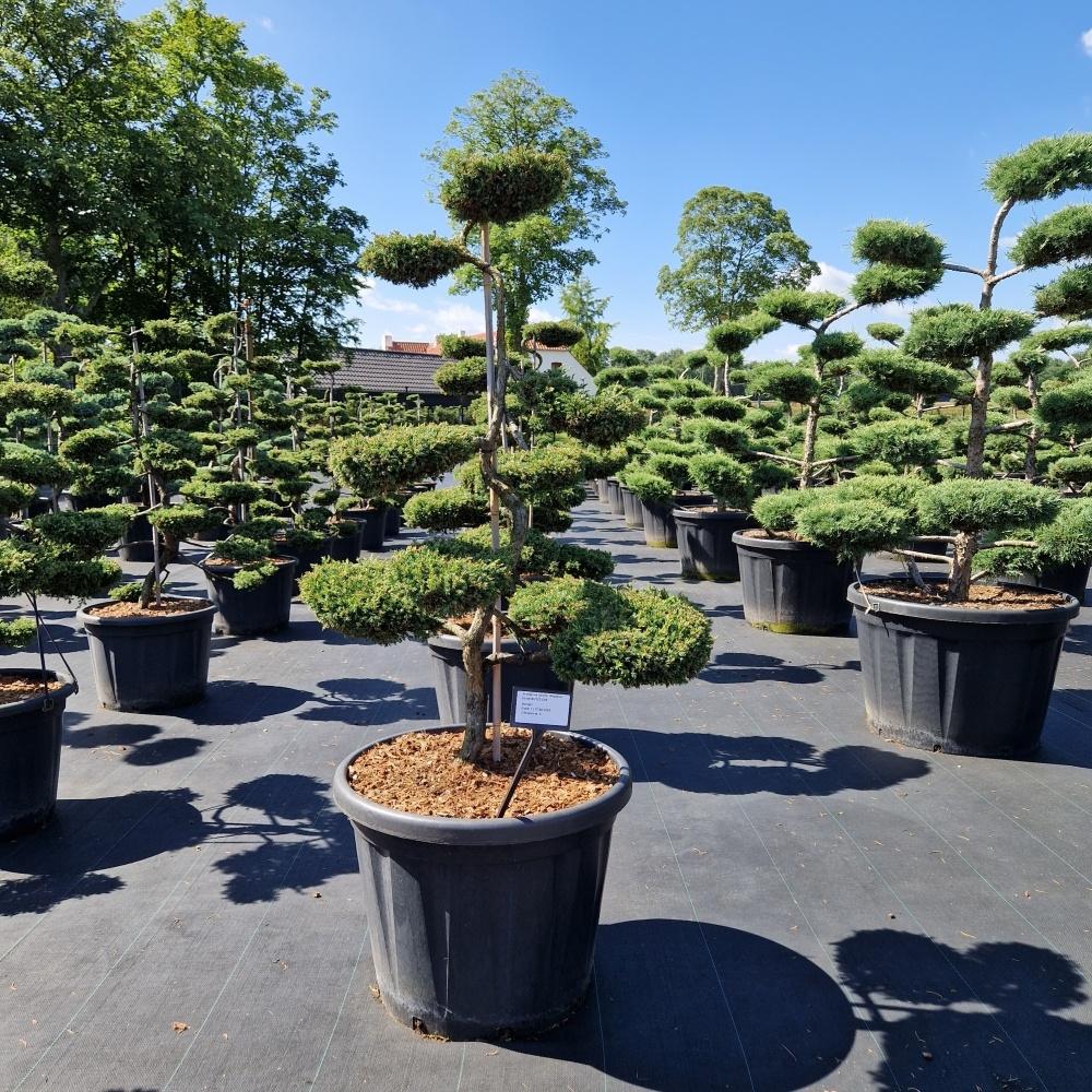 Picture of Juniperus com. Repanda C80 170cm