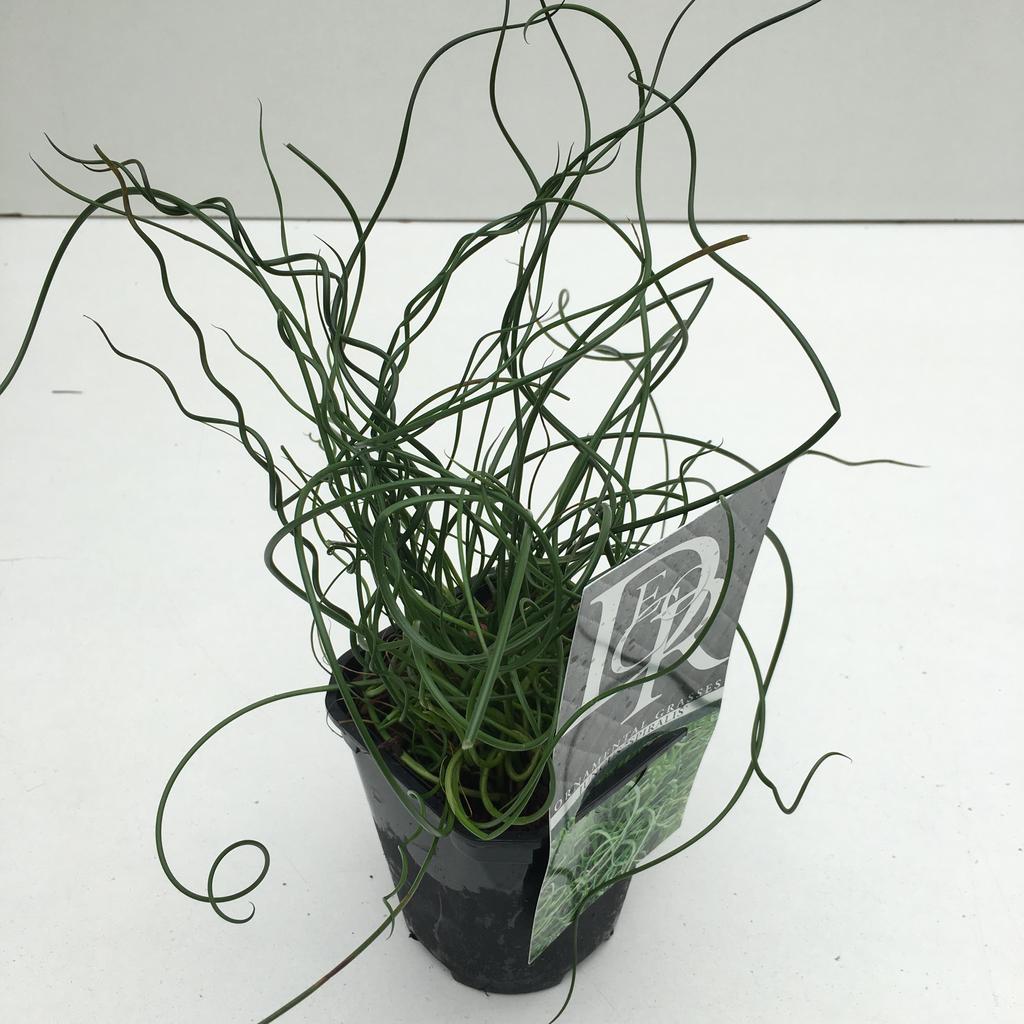 Obrázek Juncus Spiralis P13-SQUARE