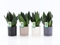 Sansevieria Black Diamond in Hainan ceramics 4 colours
