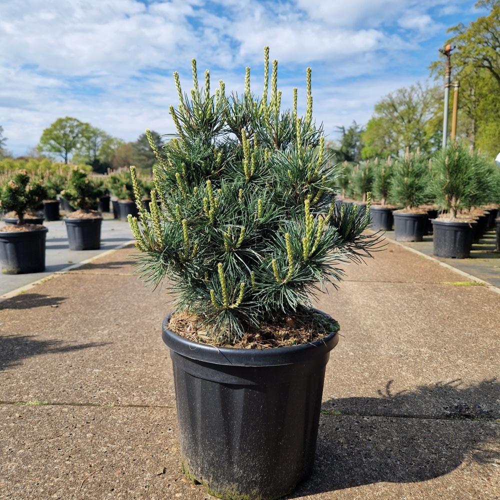 Picture of Pinus parviflora Negishi C8 30/40