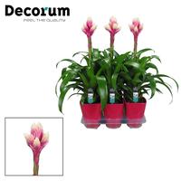 Guzmania Candy Luxury ceramics