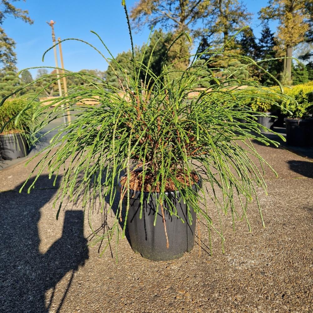 Picture of Thuja plicata Whipcord C6 30/35