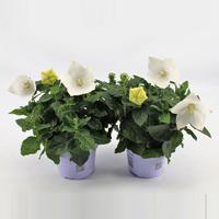 Platycodon White